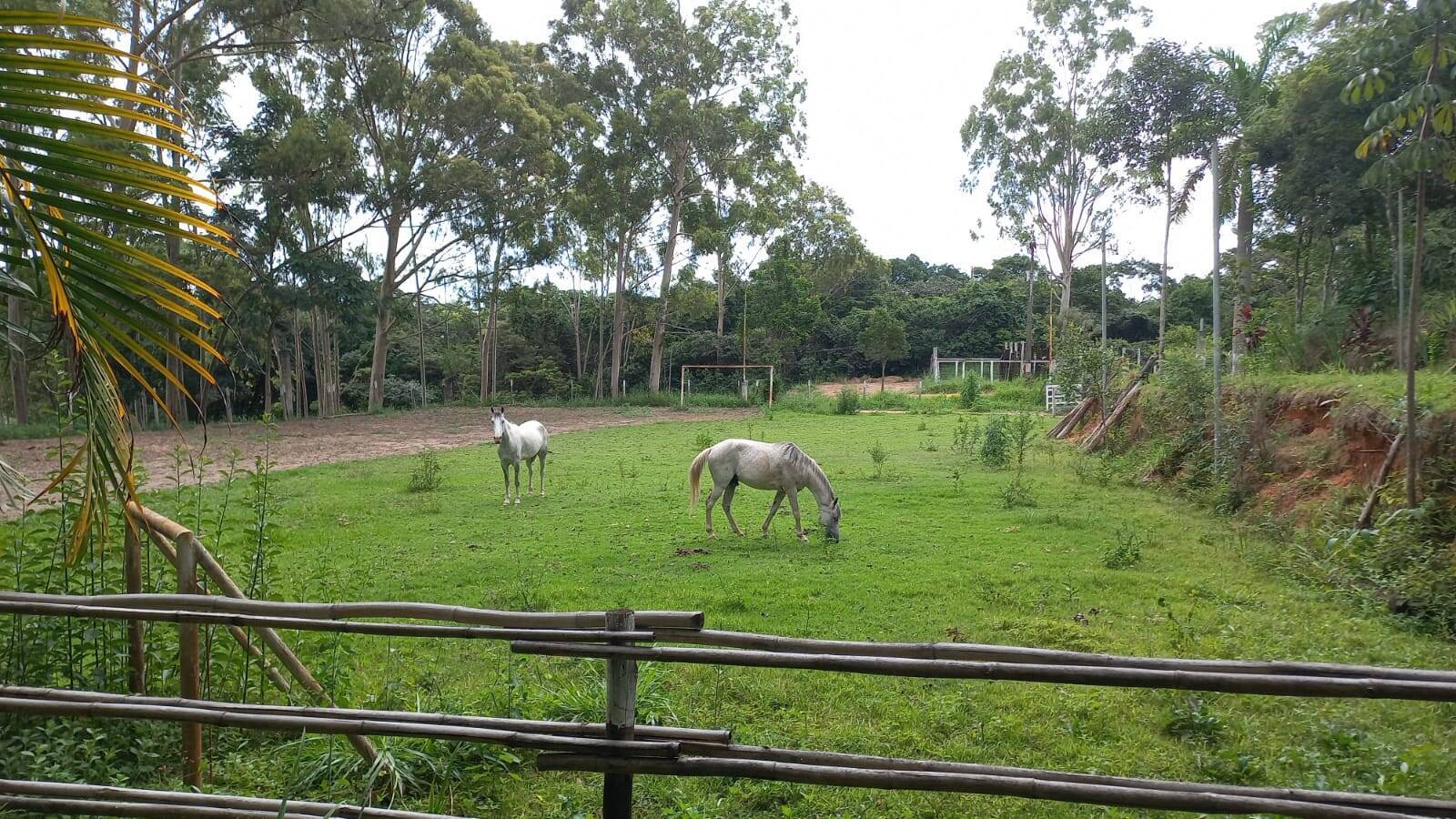 Terreno, 10 hectares - Foto 14