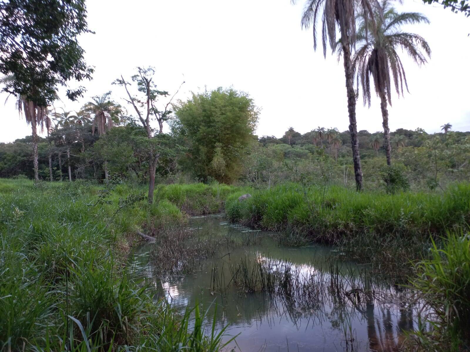 Terreno, 10 hectares - Foto 15